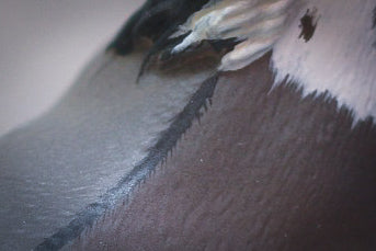 Schleich repaint Grullo paint